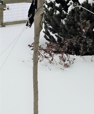 Figure 7: Protect young tree trunks from sunscald and rodents by wrapping with tree wrap or painting with white latex paint.  by Cheryl moore-gough