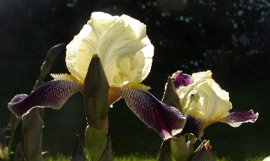 Backlit photo of white and purple iris. Both daffodils and iris are good bulbs to plant in deer country.