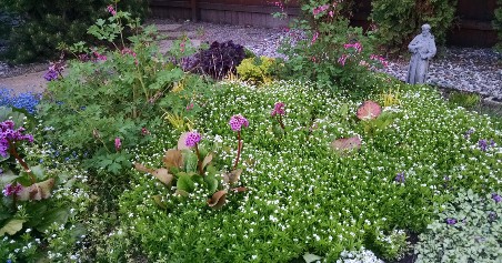 Photo of a beautiful deer-resistant garden. This garden incorporates Bleeding Hearts, Forget-Me-Nots, Bergenia, Dead Nettle, and Sweet Woodruff for a stunning presentation.