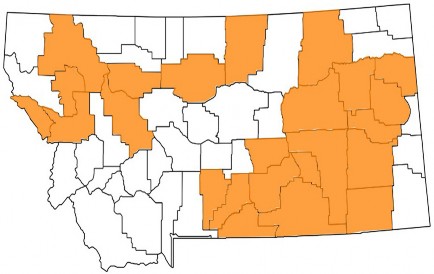Map of Montana with counties where saltcedar has been reported colored orange.