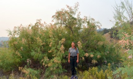 A large mature saltcedar plant in a field with a person standing in front of it for scale.