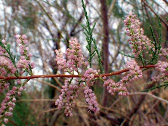 A saltcedar branch showing purple flowers and green leaves of the plant.