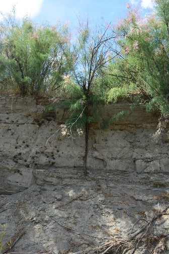 A section of dirt cut away to reveal the large primary root of the saltcedar plant.