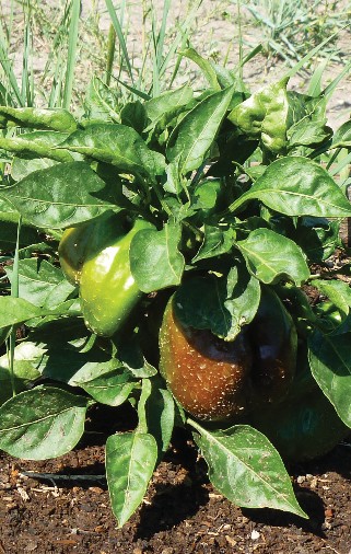 Photo of peppers damaged by pesticides. Photo by Cecil Tharp.