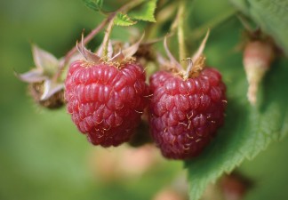 Photo of two raspberries.