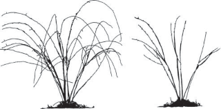 Black or purple raspberry plants before (left) and after (right) spring pruning. Note that the laterals have been shortened for best plant productivity.