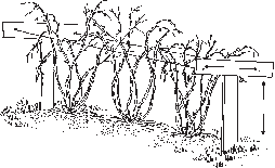 Red and yellow raspberries supported by a simple trellis. 