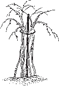 Several canes of red and yellow raspberries can be supported by a single stake.