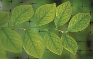 Iron deficiency shown on blueberry leaves.