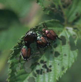 Japanese Beetles. 