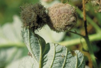 Gray mold caused by Rhizopus (left) and Botrytis (right).