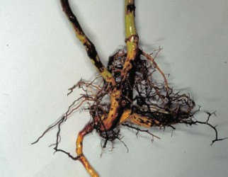 Phytopthora root rot.