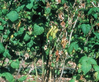 Sudden wilting of primocanes caused by Phytopthora root rot.