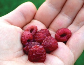 Harvest fruit early in the morning and cool immediately to protect quality.