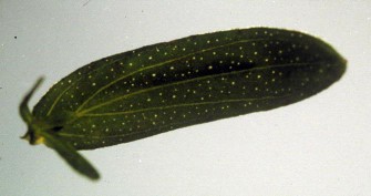 Closeup image of a single green St. Johnswort leave with white spots.