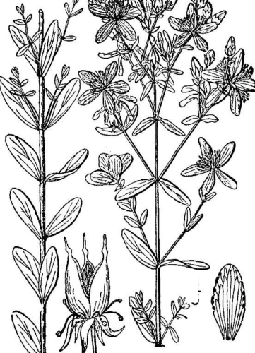 Black and white had drawing showing the parts of the St. Johnswort plant.