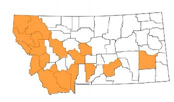 Map of Montana with counties where orange hawkweed has been reported colored orange.