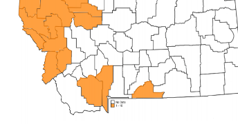 Map of Montana with counties where meadow hawkweed has been reported colored orange.