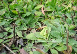Several rosettes of hawkweed leaves bunched together.