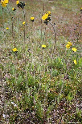 Several whole meadow hawkweed plants growing in a pasture.
