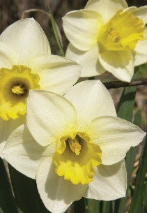 Photo of light yellow, triangular Daffodil blooms. Photo by Cheryl Moore-Gough.