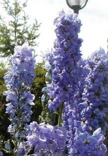 Larkspur pictured with tall columns of light purple flowers. Photo by Cheryl Moore-Gough.