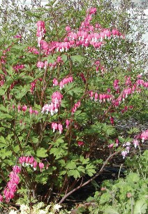Bleeding Heart pictured here as green with scattered, bright pink blooms. Photo by Cheryl Moore-Gough.