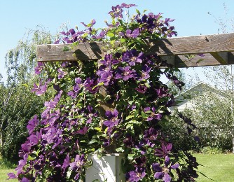 Clematis shown on a trellis with green and purple leaves. Photo by Cheryl Moore-Gough.