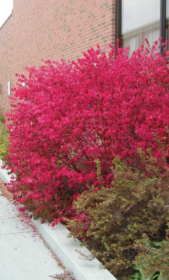Burning Bush is named for its bright reddish-pink leaves that cover it completely. Pictured here next to a building. Photo by Cheryl Moore-Gough.