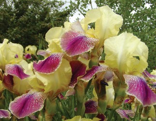Iris shown as a light yellow flower with pink fades on the ends of the blooms. Photo by Cheryl Moore-Gough.