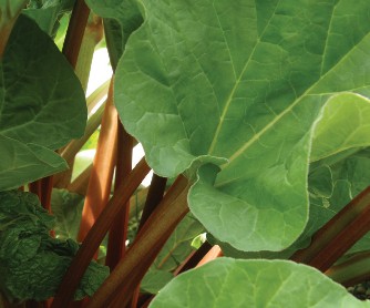 Close up of large, green Rhubarb leaves. Photo by Cherl Moore-Gough.