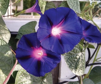 Morning Glory blooms are circular with bright pink centers that fade to a dark purple. Photo by Cheryl Moore-Gough.