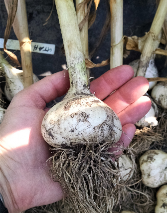 FIGURE 2. Average size of bulb at harvest. The bulb fits comfortably into the palm of a hand. Photo by Cheryl Moore-Gough, MSU.