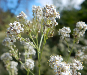 A bunch of white perennial pepperweed flowers.