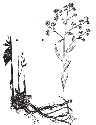 Enlarged root forms woody crown. B).Basal leaves are larger than upper leaves.