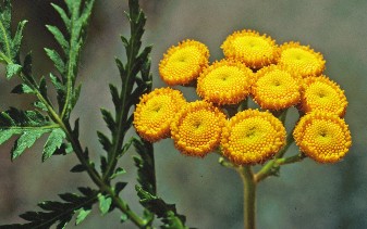 A cluster of small button-like yellow tansy flowers and a feathery tansy leaf.