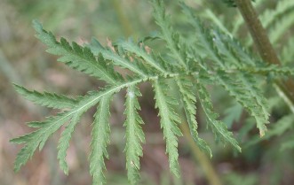 A single green tansy leaf displaying a fern-like leaf structure.