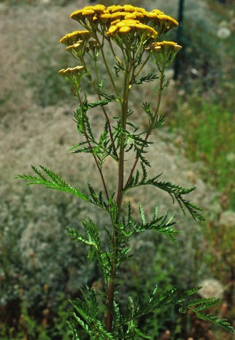 A tall single tansy plant with yellow flowers in a field.