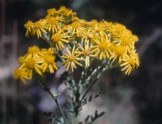 A bunch of yellow tansy ragwort flowers displaying their ray shaped petals.