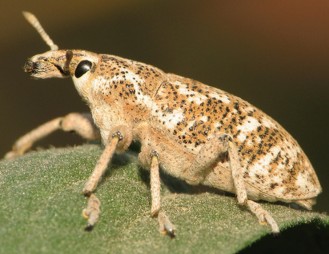Closeup photo of an adult weevil used for knapweed biocontrol.