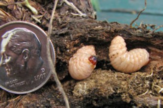 Larvae of weevil used for knapweed biocontrol next to a dime for size comparison.