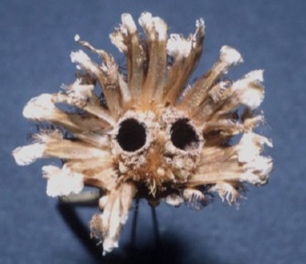 A dried knapweed flower with two exit holes from Larinus larvae emerging from within.