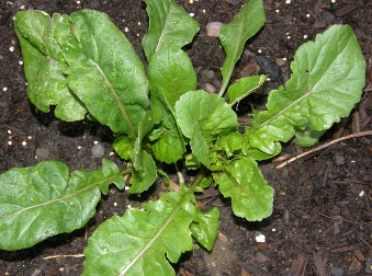 Arugula plant, this salad green has 3-5 inch long feather shaped leaves.  