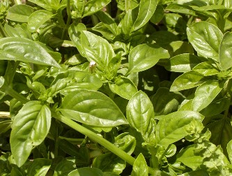 Basil plant, multiple waxy-appearance green leaves. 