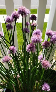 chives plant, purple spike-like balls of flowers on green, hollow stems, pictured in front of a picket fence. 