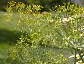 Dill plant flowers, with an upside-down umbrella-like spine appearance, tips of plant have small seed heads or tiny yellow flowers 