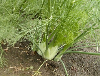 Fennel plant, feathery foilage on top of a bulb shaped base growing out of the ground. 