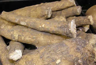 horseradish root, brownish-yellow skinned roots, approximately half to one inch in diameter and 5-6 inches long.  