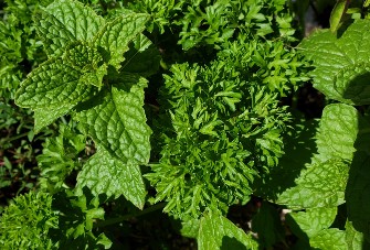 Mint plant pictured with parsley in between. Mint leaves are very veined with toothed edges, and parsley plant has deeply lobed notches in small clusters of leaves.  