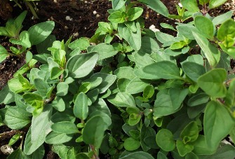 Oregano plant, multiple blue-ish green leaves that have a matte color appearance.  